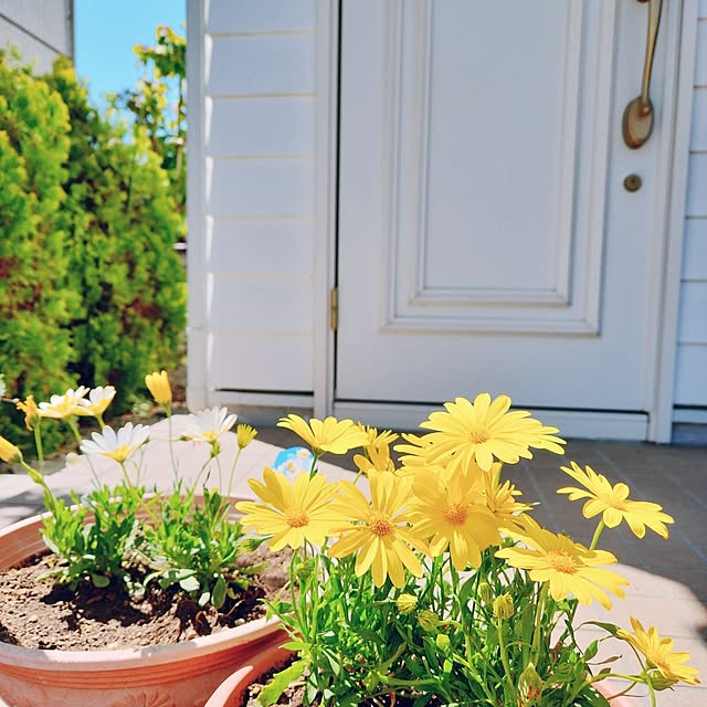 surviveさんの実例写真