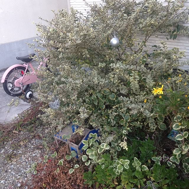 izuhanさんの実例写真