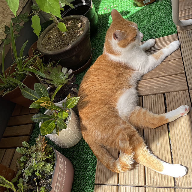 Toyomiさんの実例写真