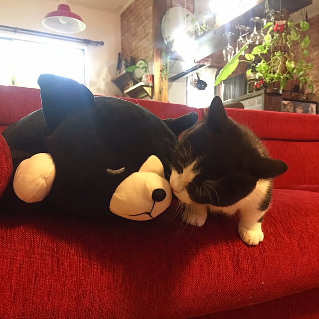 butachanさんの実例写真