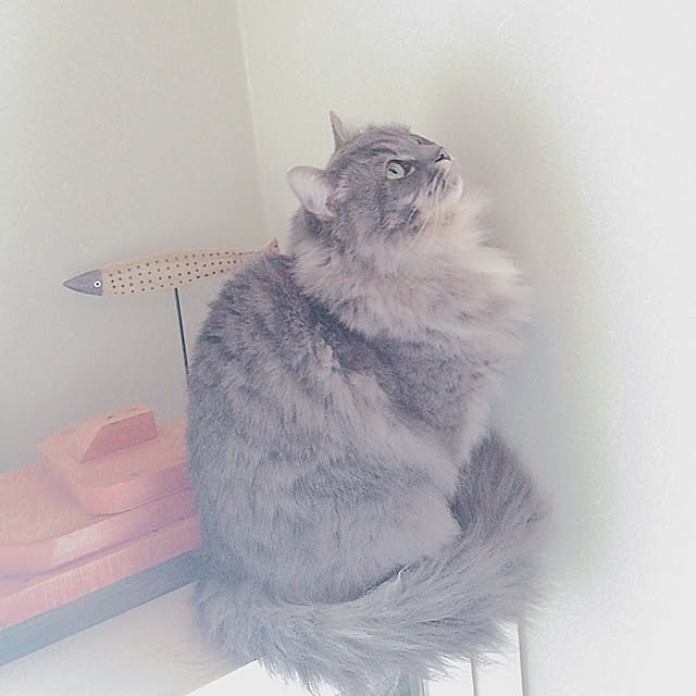 mii-tanさんの実例写真