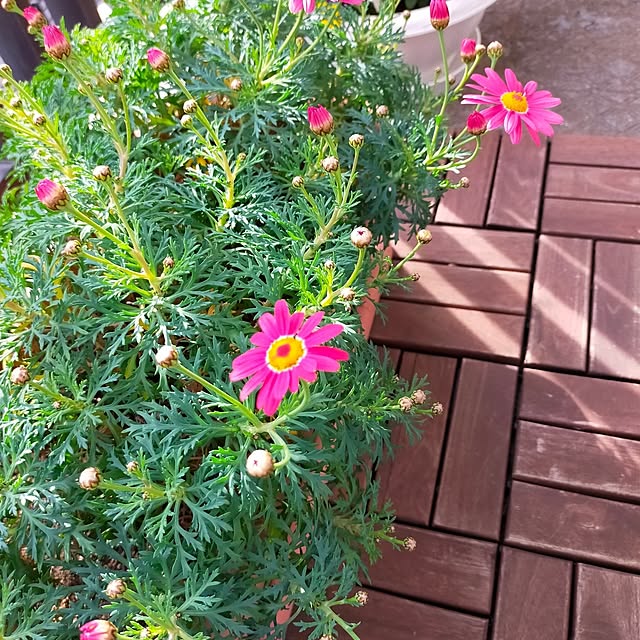 avenazuroさんの実例写真