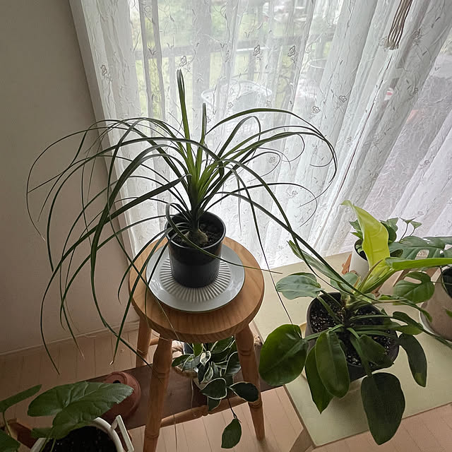 nattunさんの部屋
