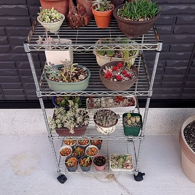 玄関/入り口/多肉植物のインテリア実例 - 2023-12-09 23:11:51