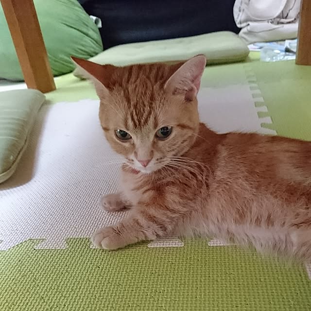 shinobuさんの実例写真