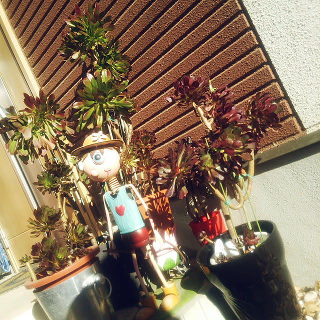 denkoさんの実例写真