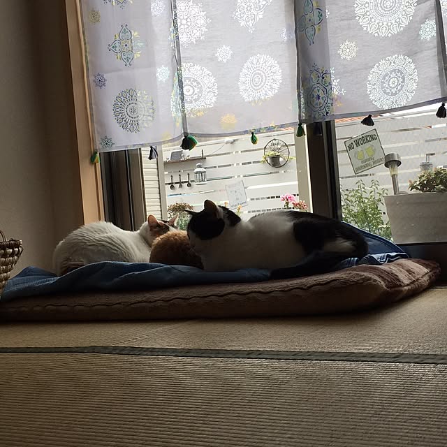 odekoさんの実例写真