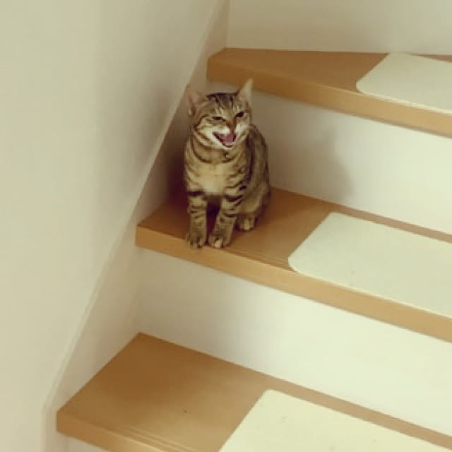 miiiiさんの実例写真