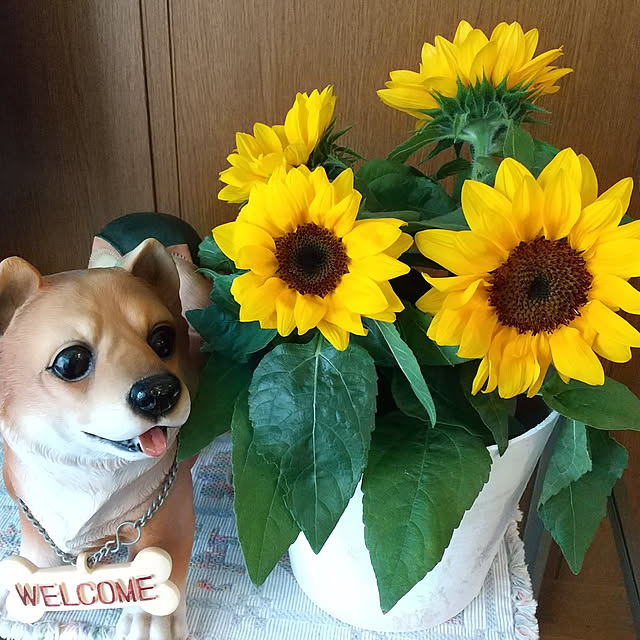 ai-nyanko.さんの実例写真