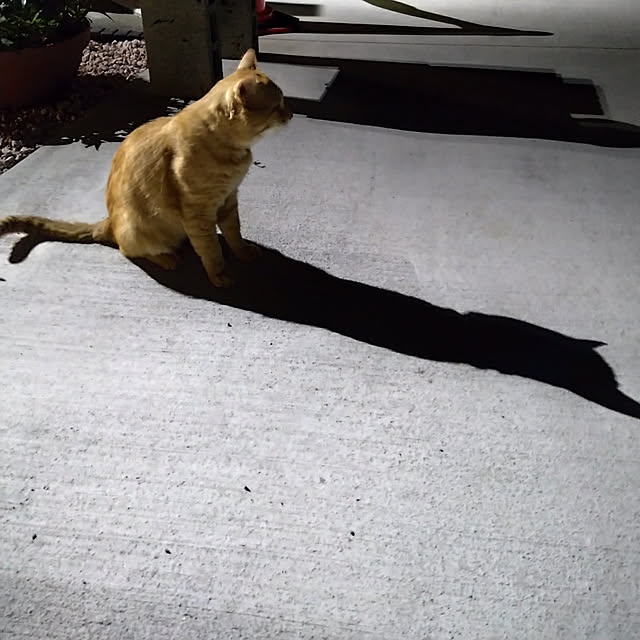 y.ebihara0811さんの実例写真