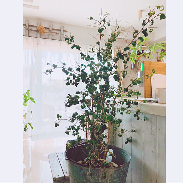 koukoさんの実例写真