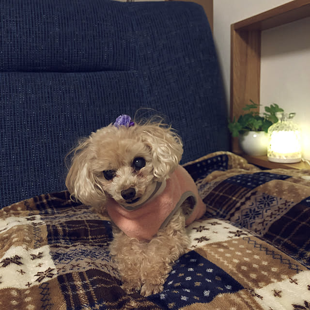 Denimoonさんの部屋