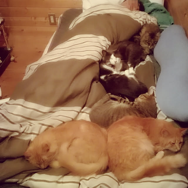 Maki-nekomamireさんの実例写真