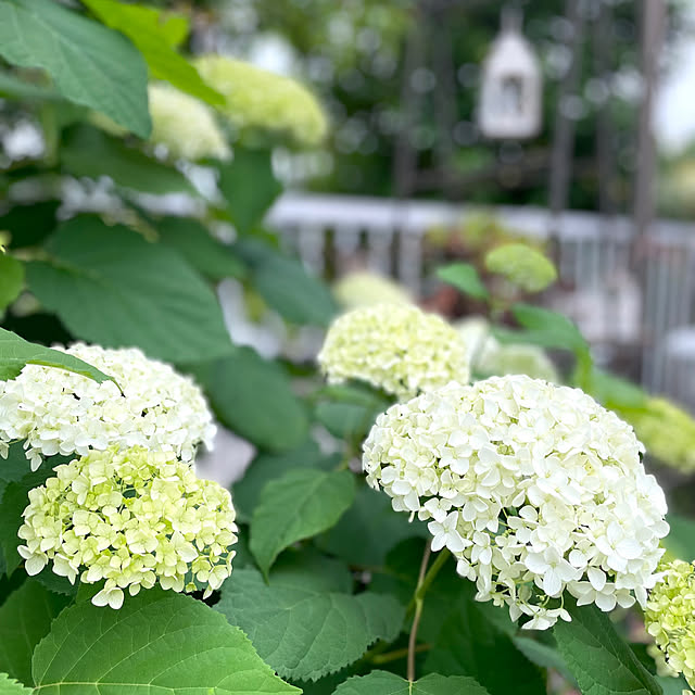 riceさんの実例写真