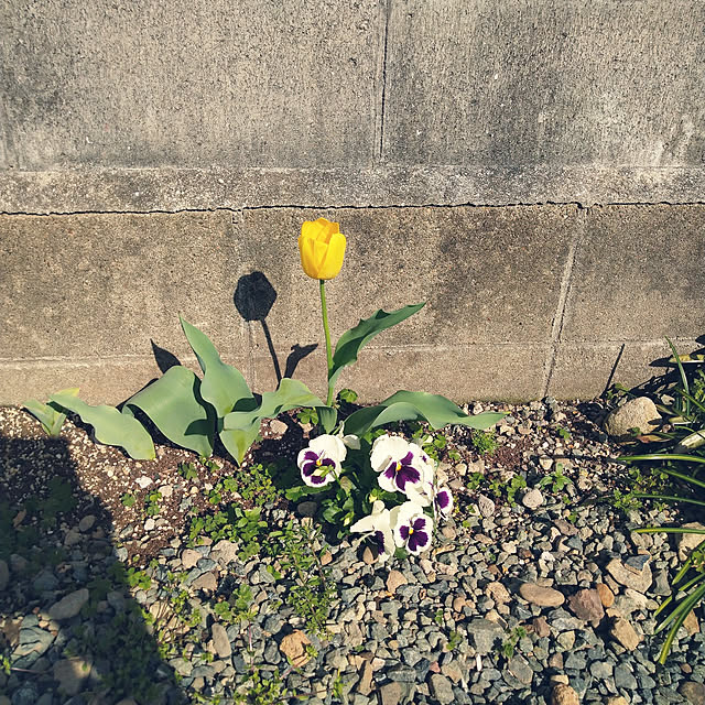 boston5757さんの実例写真