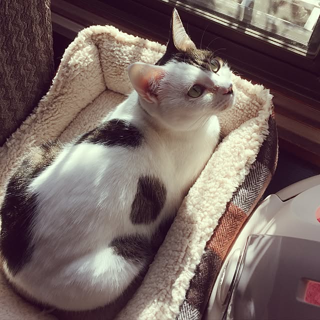 yocchiさんの実例写真