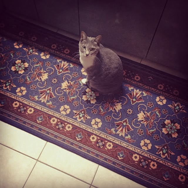 CHIHARUさんの実例写真