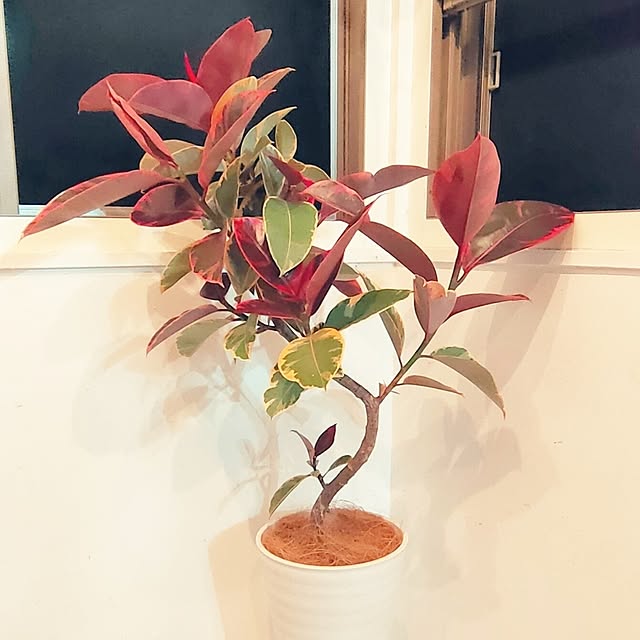 yukaさんの実例写真