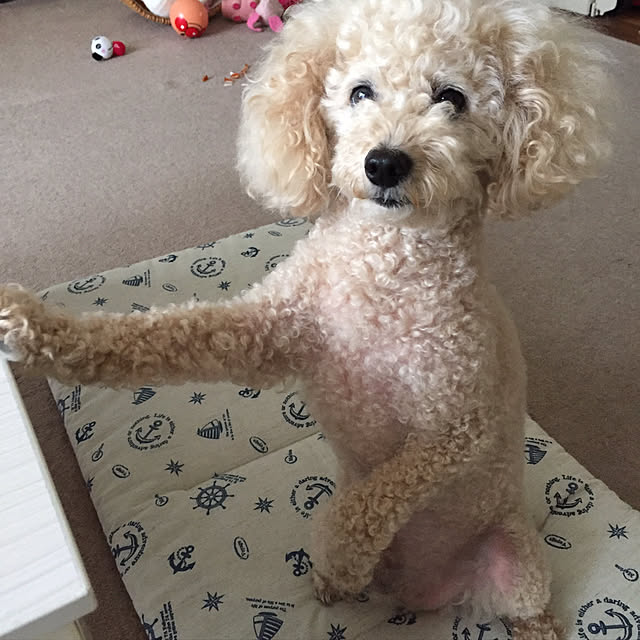 mocomocoyuuさんの実例写真