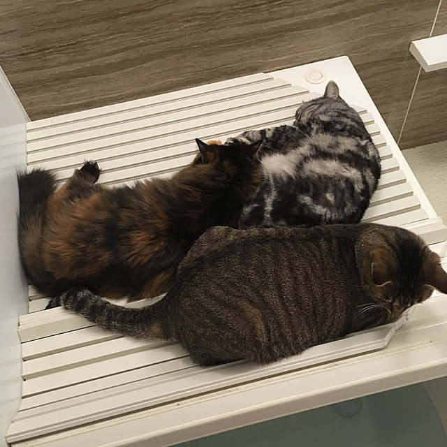 mikomaruさんの実例写真
