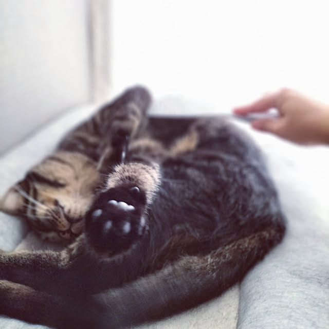hihaさんの実例写真