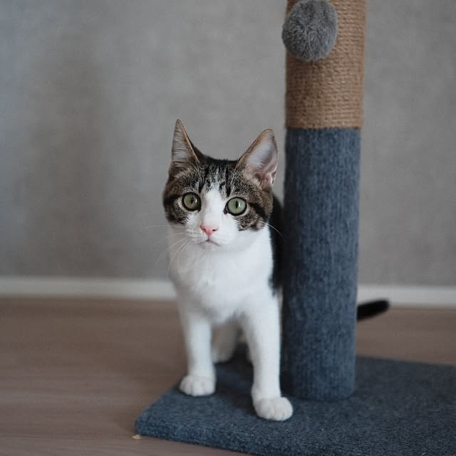 sinsinさんの実例写真