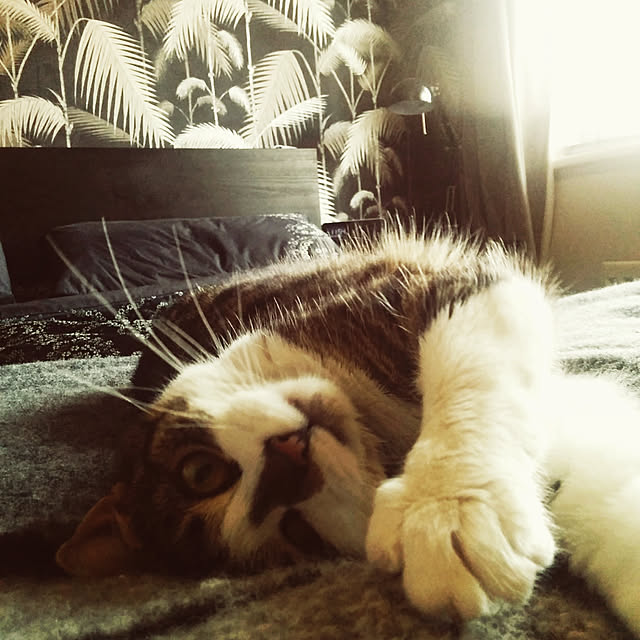 Thomasinaさんの実例写真