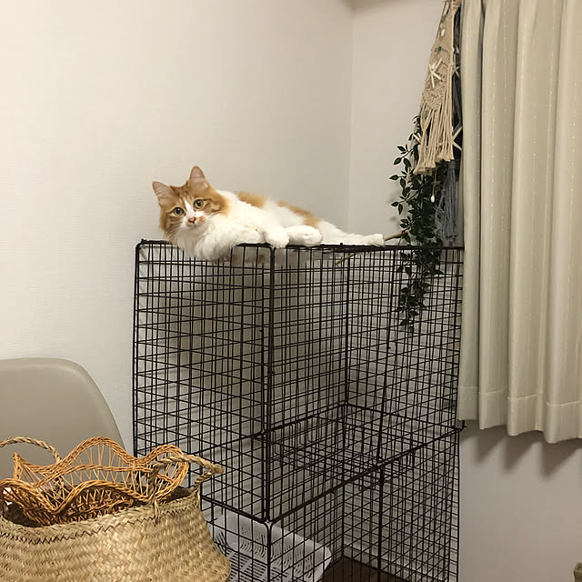 Asukaさんの実例写真