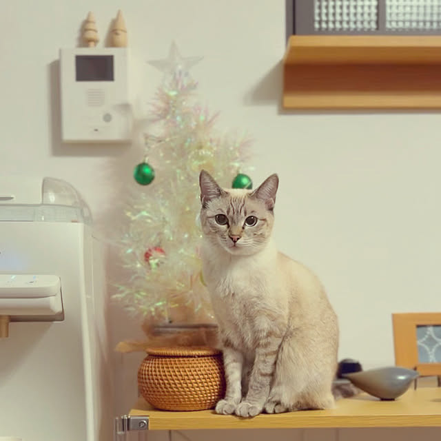 amさんの実例写真