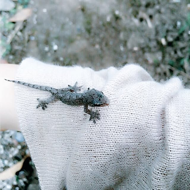 棚のインテリア実例 - 2016-09-19 14:18:44