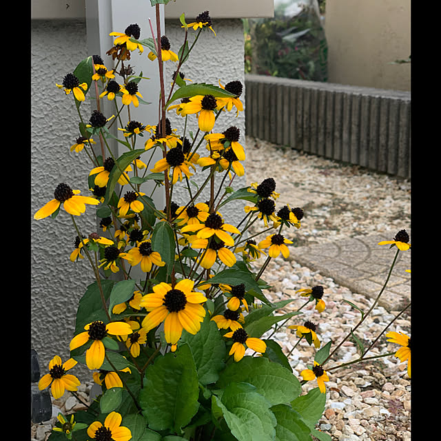 yukarin-gardenさんの実例写真