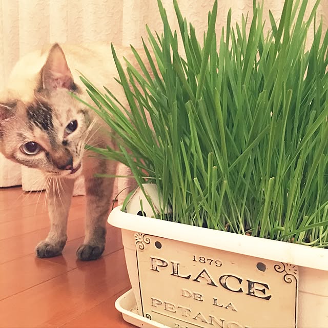 noelさんの実例写真