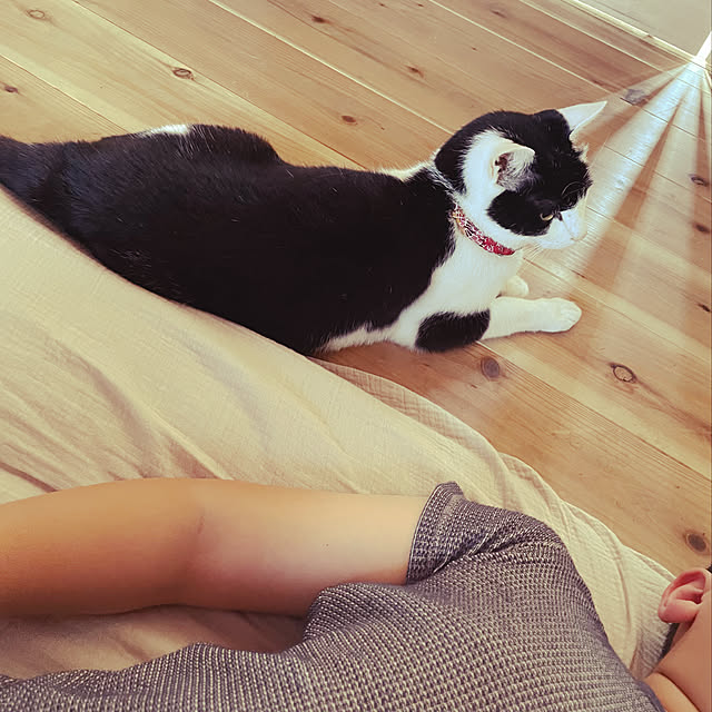 nekosamaさんの実例写真