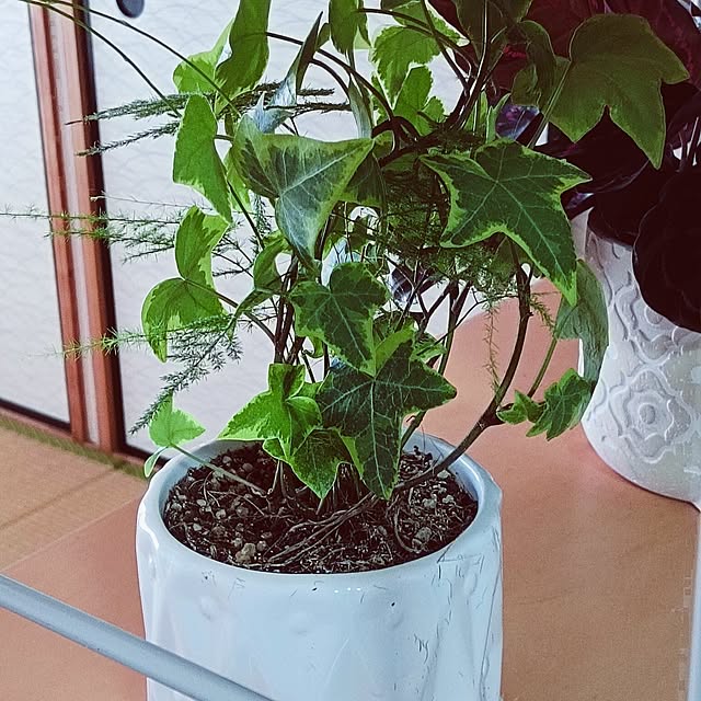 hanachanさんの部屋