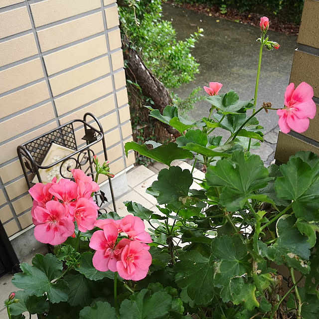 ku-garnet18さんの実例写真