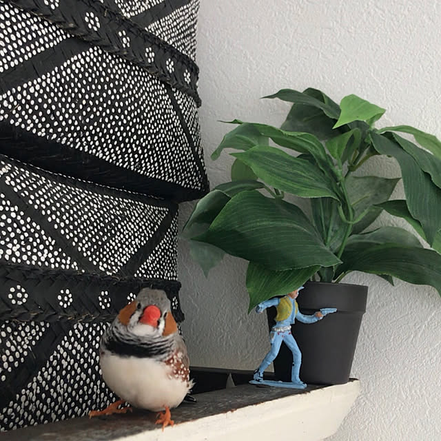 oiseauxさんの部屋