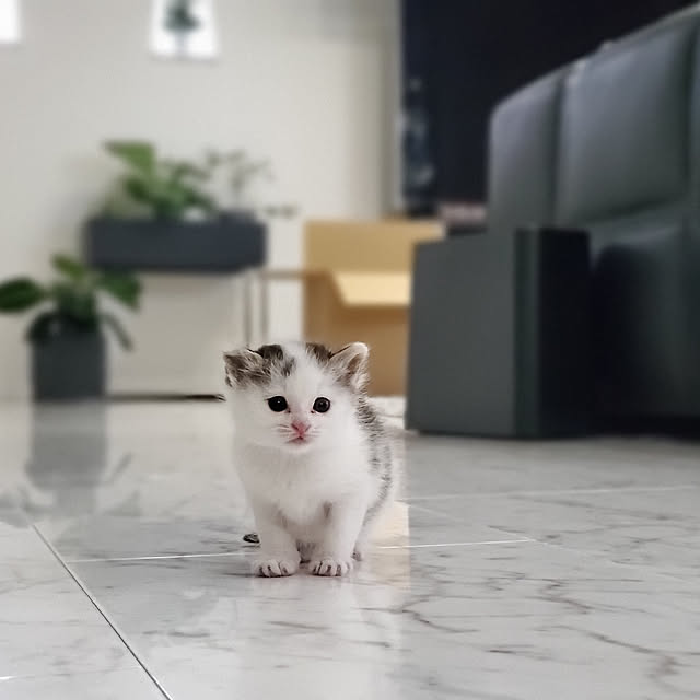 実例写真