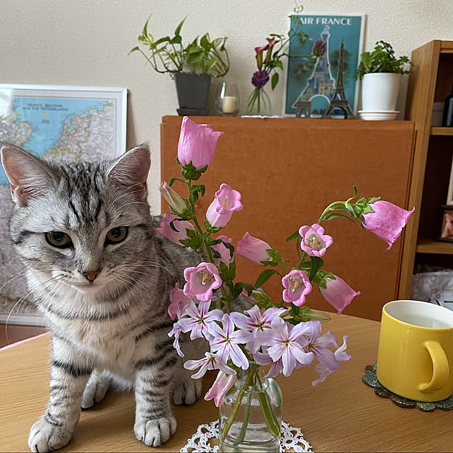 実例写真