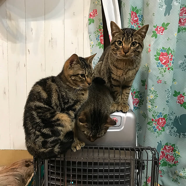 pepeさんの実例写真