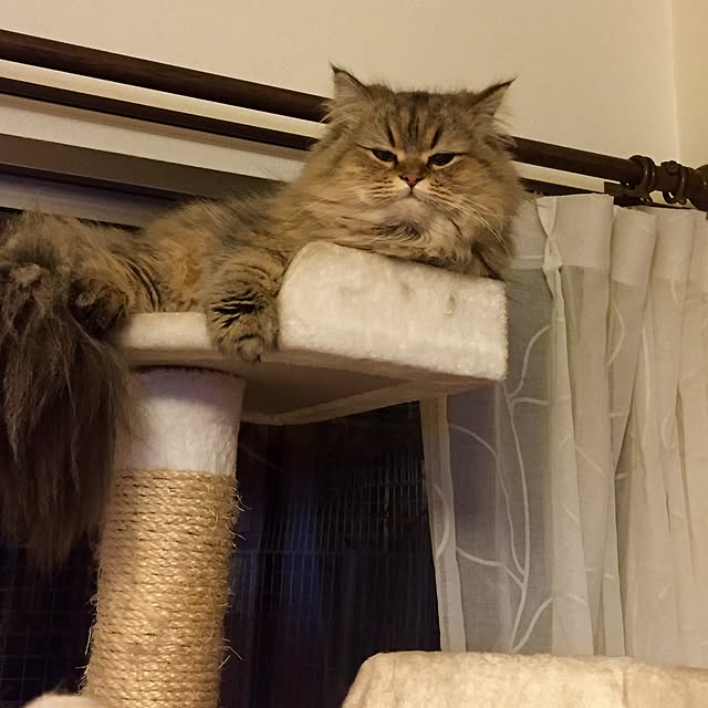 butachanさんの実例写真