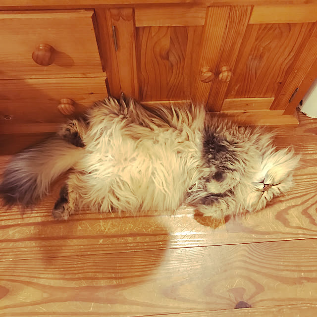 teddyさんの実例写真