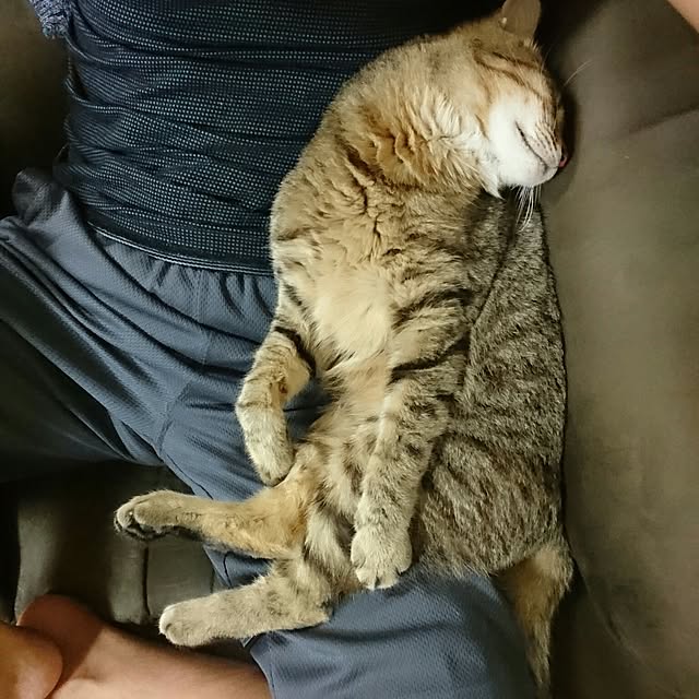 Ryuichiさんの実例写真