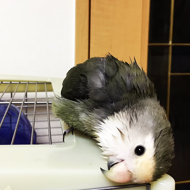 kaotanさんの実例写真