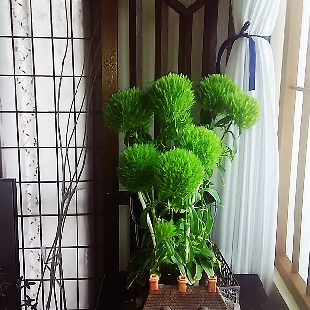 spinetailさんの実例写真