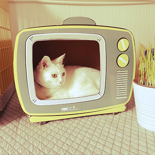 Maiさんの実例写真