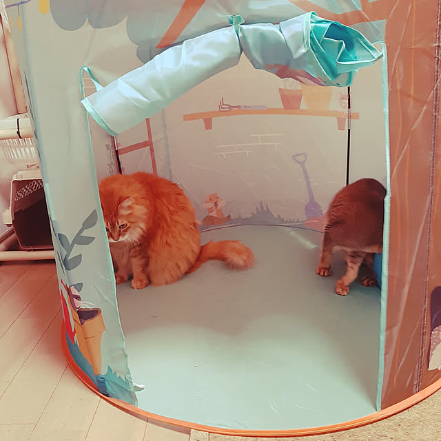 katさんの実例写真