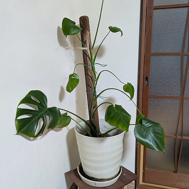 asaさんの実例写真