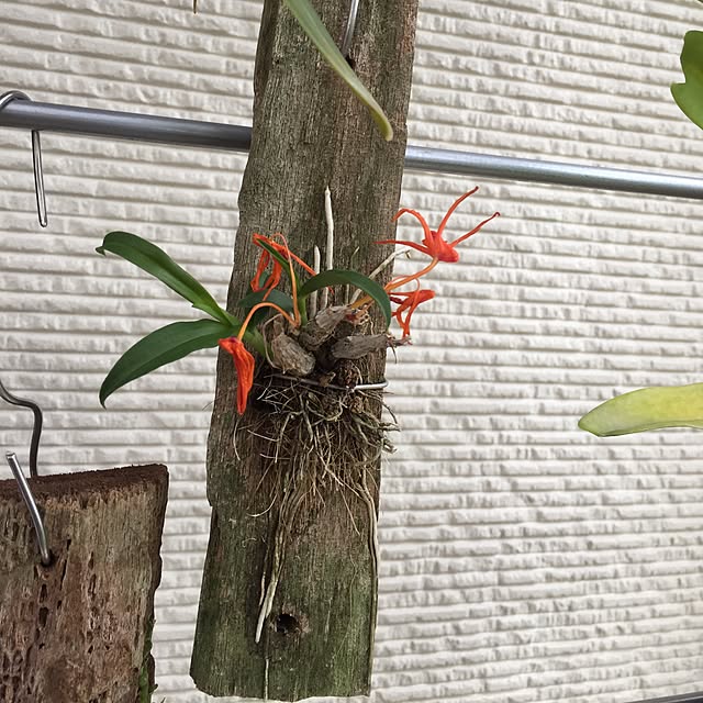 S-Tillandsiaさんの実例写真