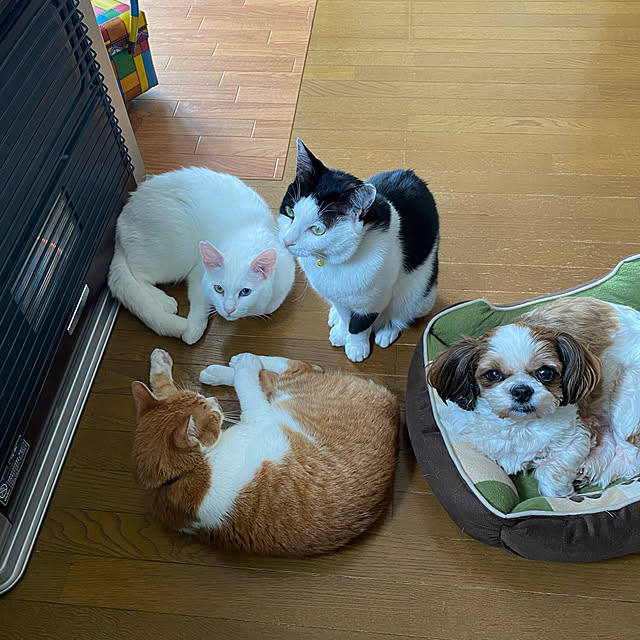 SHIHOさんの実例写真