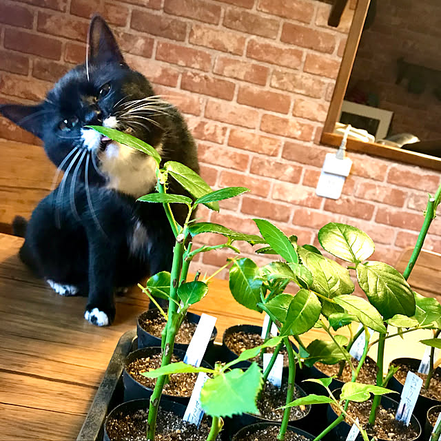 butachanさんの実例写真